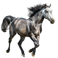 Obraz premium Majestic gray horse runs freely across an open field during a sunny day with flowing mane and powerful strides