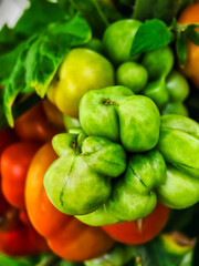 Unique cluster of ripe tomatoes showcasing vibrant colors in a garden setting during sunny daylight hours