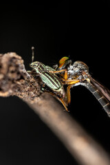 Closeup macro of a small insect Robber fly on a green leaf with wings wide