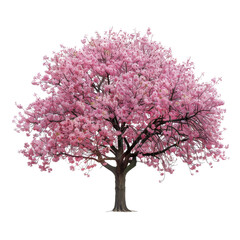 Blooming cherry tree showcases vibrant pink flowers during springtime in a serene park setting