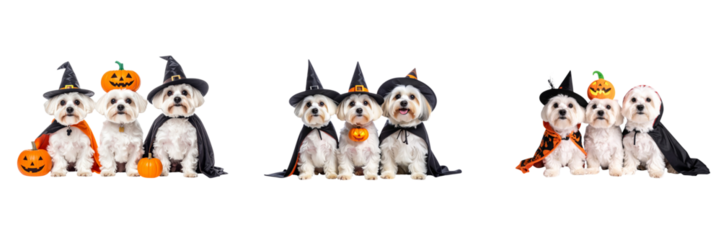 Set of three adorable Maltese dogs in Halloween costumes with witch hats, pumpkin accessories, and vampire cape, isolated on transparent background