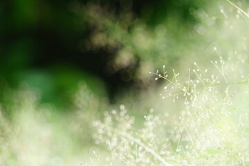 Beautiful blurred background nature in pastel colors with a soft focus of blue shades. fresh wallpaper concept, among green leaves and other blossom blur background.	