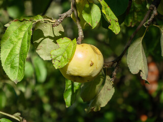 Ripe Yellow Apple on Tree Branch