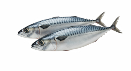 Two fresh mackerel fish isolated on transparent background