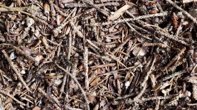 Exploring the intricate world of nature with close up footage of forest ground debris and small ants