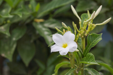 Wild flower Plumeria pudica in garden