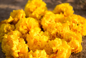 Golden Yellow Flowers on Groun, Falling yellow Supanniga flowers on the ground (Cochlospermum regium).