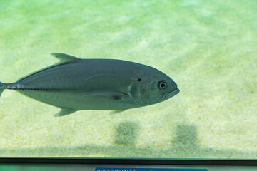 Naklejka premium Silvery blue fish swimming in clear shallow water, streamlined body and strong fins visible, sandy bottom creating soft background contrast