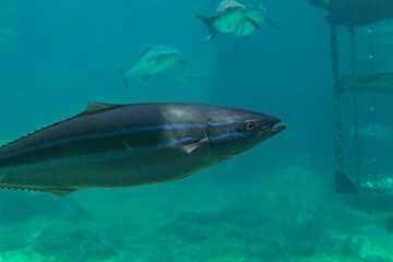 Naklejka premium Dark blue fish with iridescent stripes swimming in deep turquoise waters, prominent fins and background silhouettes of other fish visible