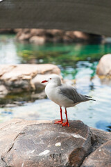 White seagull with red beak and legs perched on natural rock near edge of clear reflective water, soft lighting and serene atmosphere