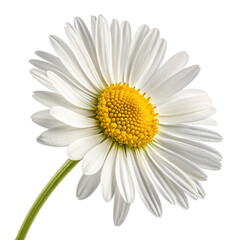 Naklejka premium Closeup of a white daisy isolated on transparent background, showing the petals and yellow center