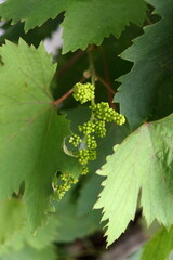 Small grape fruits growing on bunch surrounding leaves.
