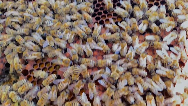 Apiary and beekeeping. Dangerous bees are working on a honey harvesting net. A natural organic product. Close-up of a honeycomb with a full swarm of bees. 