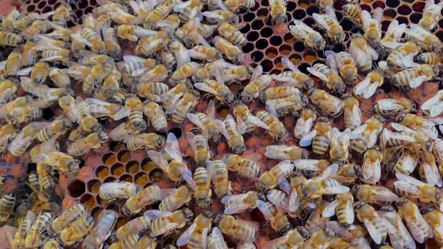Slow motion close-up of bees swarming on a honey collecting net. Apiary and beekeeping. of a honeycomb with a full swarm of bees. A natural organic product.