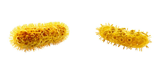 Close up of microscopic yellow bacillus bacteria image, cut out