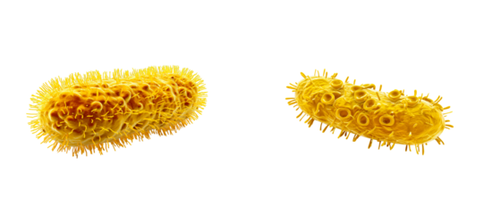 Close up of microscopic yellow bacillus bacteria image, cut out