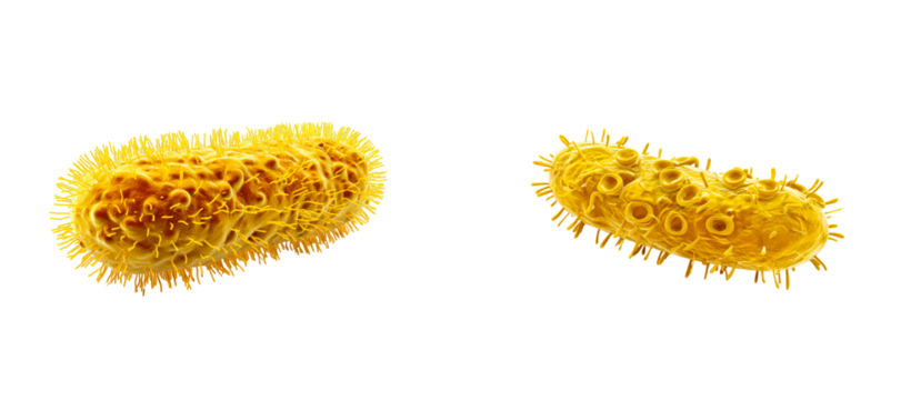 Close up of microscopic yellow bacillus bacteria image, cut out