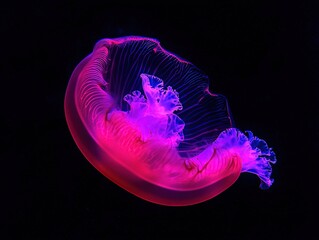 Red and purple jellyfish swimming in dark blue water with cinematic lighting and volumetric effects, high-resolution photography showcasing fine details and professional color grading.