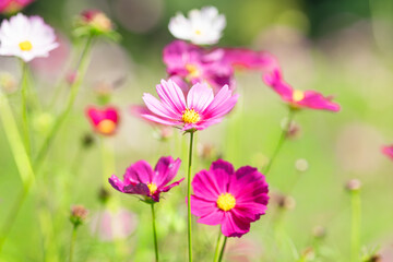緑背景のコスモス