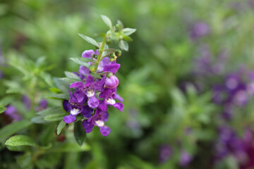Among Lush Green Foliage in a Garden Setting