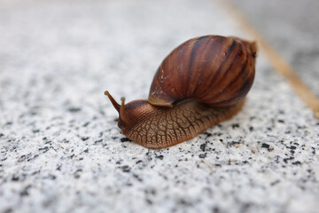 Close-up of a Brown Snail with a Striped Shell on a Gravel Surface