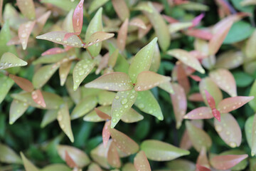Close-Up of Wet Colorful Leaves with Dew Drops i