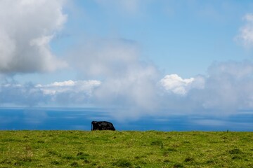 Cow grazing under a blue sky with ocean view.
