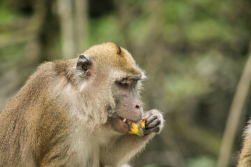 Portrait of macaque monkey	
