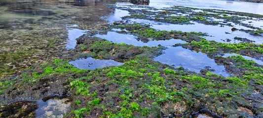 Beautiful Bright Green moss grown up cover the rough stones and on the floor in the beach	
