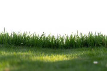Green grass border, on a transparent background. The horizon of the green lawn. Green field frame, background.png