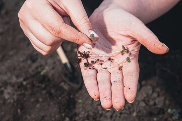 Hands holding small seedlings