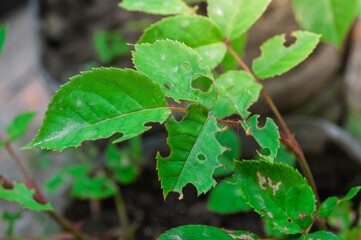 Green leaves with holes, possibly from pests or disease.