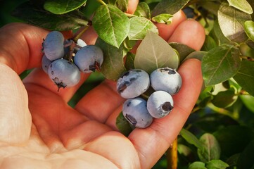 Handful of fresh blueberries