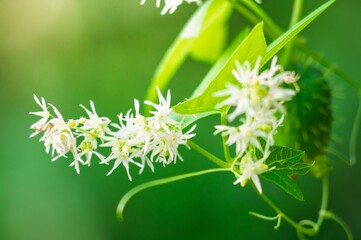 White flowers and green foliage with a blurred background