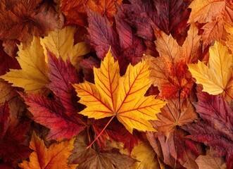 autumn background with red and orange maple leaves top view