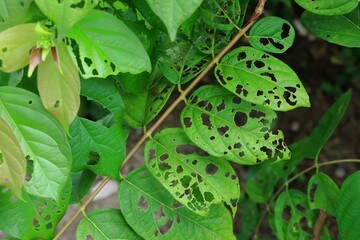 Hole on leaves eaten by insects, nature background