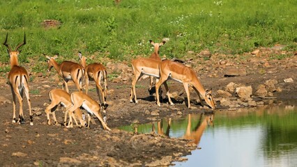 impala in the wild