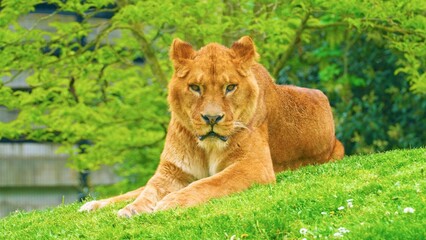 lion in the zoo