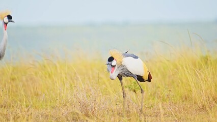 yellow billed stork in the grass
