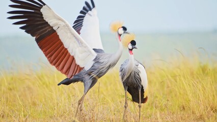 great blue heron