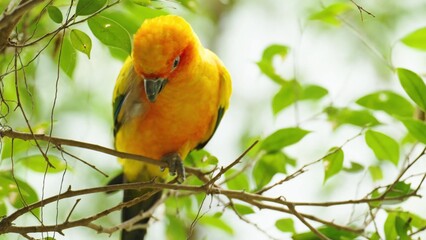 red and green parrot
