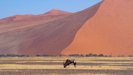 Obraz premium horse in the desert