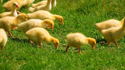 ducklings in the grass