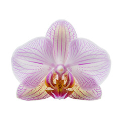 Delicate pink and white orchid flower isolated on white background