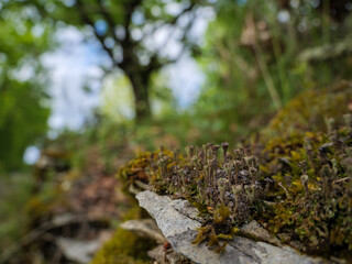 Macro close-up of lichen and moss on a rock in Quercy