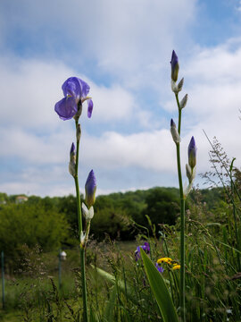 German bearded iris (Iris germanica) blooming in natural meadow