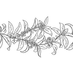 Osmanthus Branch with Flowers, Berries and Leaves Outline Horizontal Seamless Pattern. Vector isolated for design or decoration.