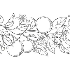 Orange Branch with Flowers, Fruits and Leaves Outline Horizontal Seamless Pattern. Organic natural nutritional healthy food ingredient, vegetarian diet product. Vector isolated for design or decoratio