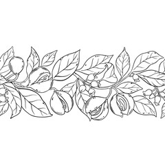 Nutmeg Branch with Flowers, Nuts and Leaves Outline Horizontal Seamless Pattern. Organic natural nutritional healthy food ingredient, vegetarian diet product. Vector isolated for design or decoration.