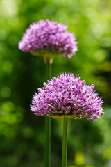 Two purple ornamental onions or Allium Giganteum in full bloom against a green blurry background. Image with selective focus.